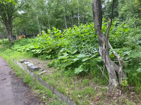 Royal Town Onse Land #1